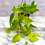 EPIPREMNUM HANGING IN BASKET 15CM