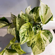 EPIPREMNUM HAPPY LEAF IN VASO 12CM