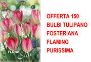 OFFERTA 150 BULBI TULIPANO FOSTERIANA FLAMING PURISSIMA