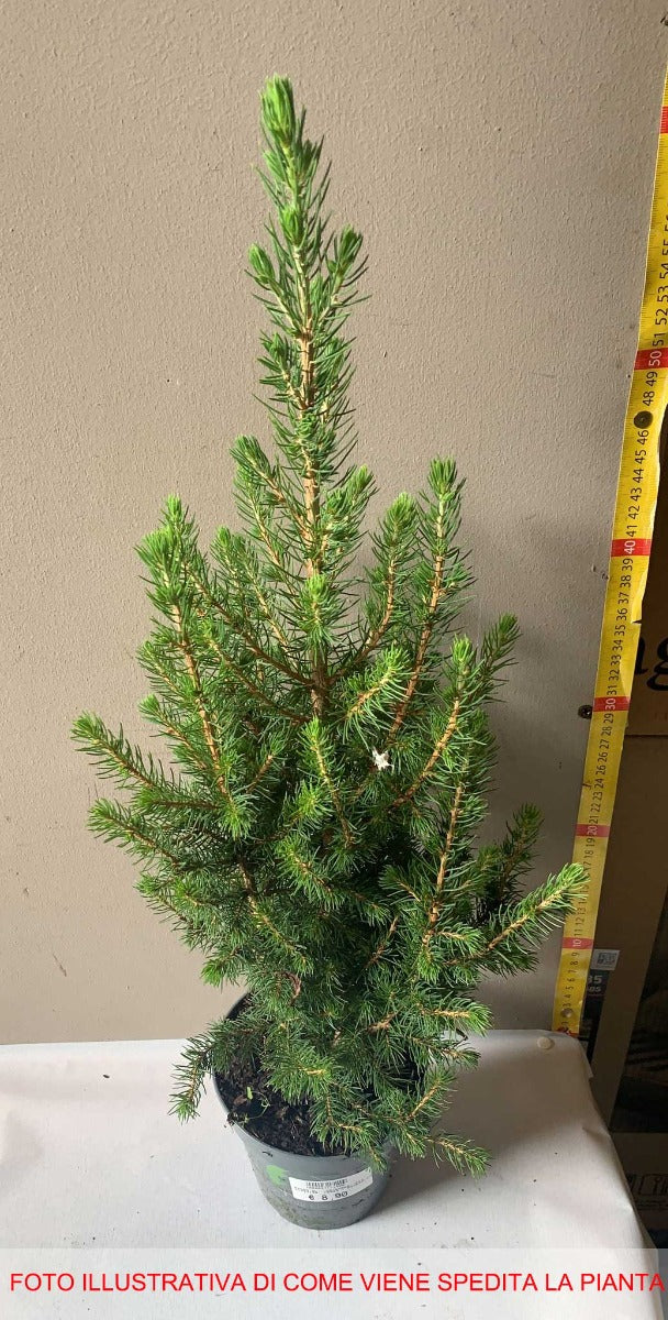 PICEA GLAUCA DECEMBER VASO 13CM
