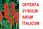 OFFERTA 21 BULBI ARUM ITALICUM