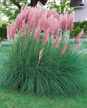 CORTADERIA SELLOANA PINK FEATHER IN VASO 17CM