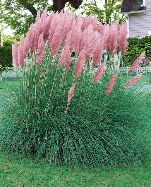 CORTADERIA SELLOANA PINK FEATHER IN VASO 17CM