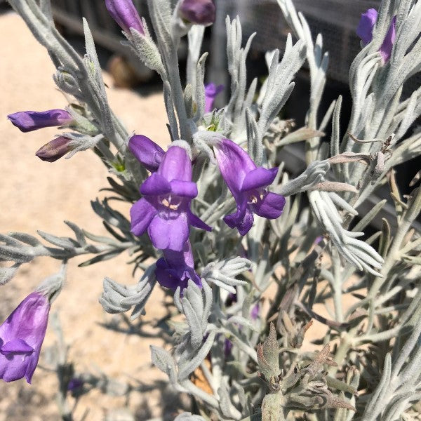 EREMOPHILA NIVEA VASO 24CM