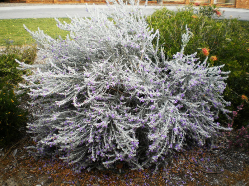 EREMOPHILA NIVEA VASO 24CM