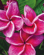 PLUMERIA POMELIA MALIKA IN VASO 18CM