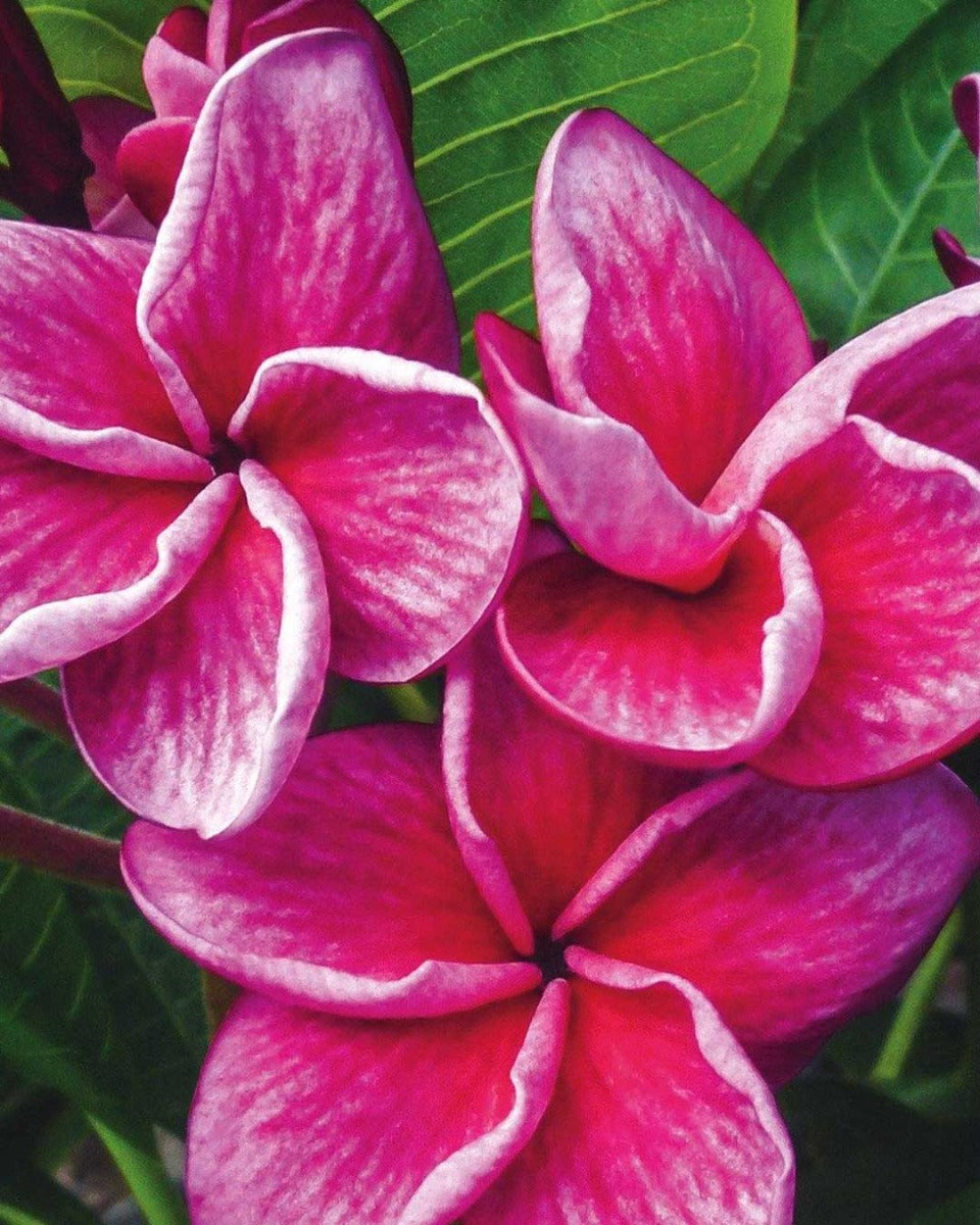 PLUMERIA POMELIA MALIKA IN VASO 18CM
