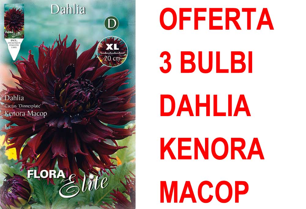 OFFERTA 3 BULBI DAHLIA DINNERPLATE KENORA MACOP XL