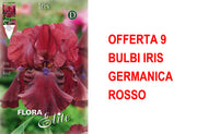 OFFERTA 9 BULBI IRIS GERMANICA ROSSO
