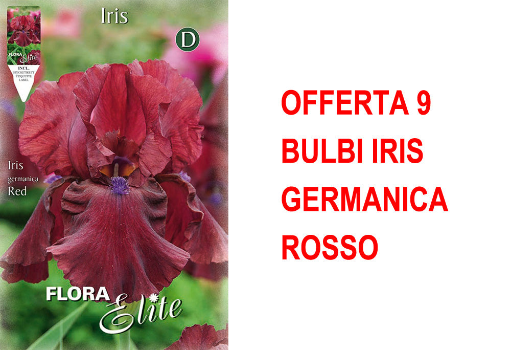 OFFERTA 9 BULBI IRIS GERMANICA ROSSO
