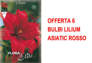 OFFERTA 6 BULBI LILIUM ASIATIC ROSSO