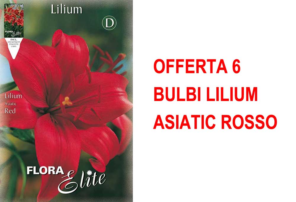 OFFERTA 6 BULBI LILIUM ASIATIC ROSSO