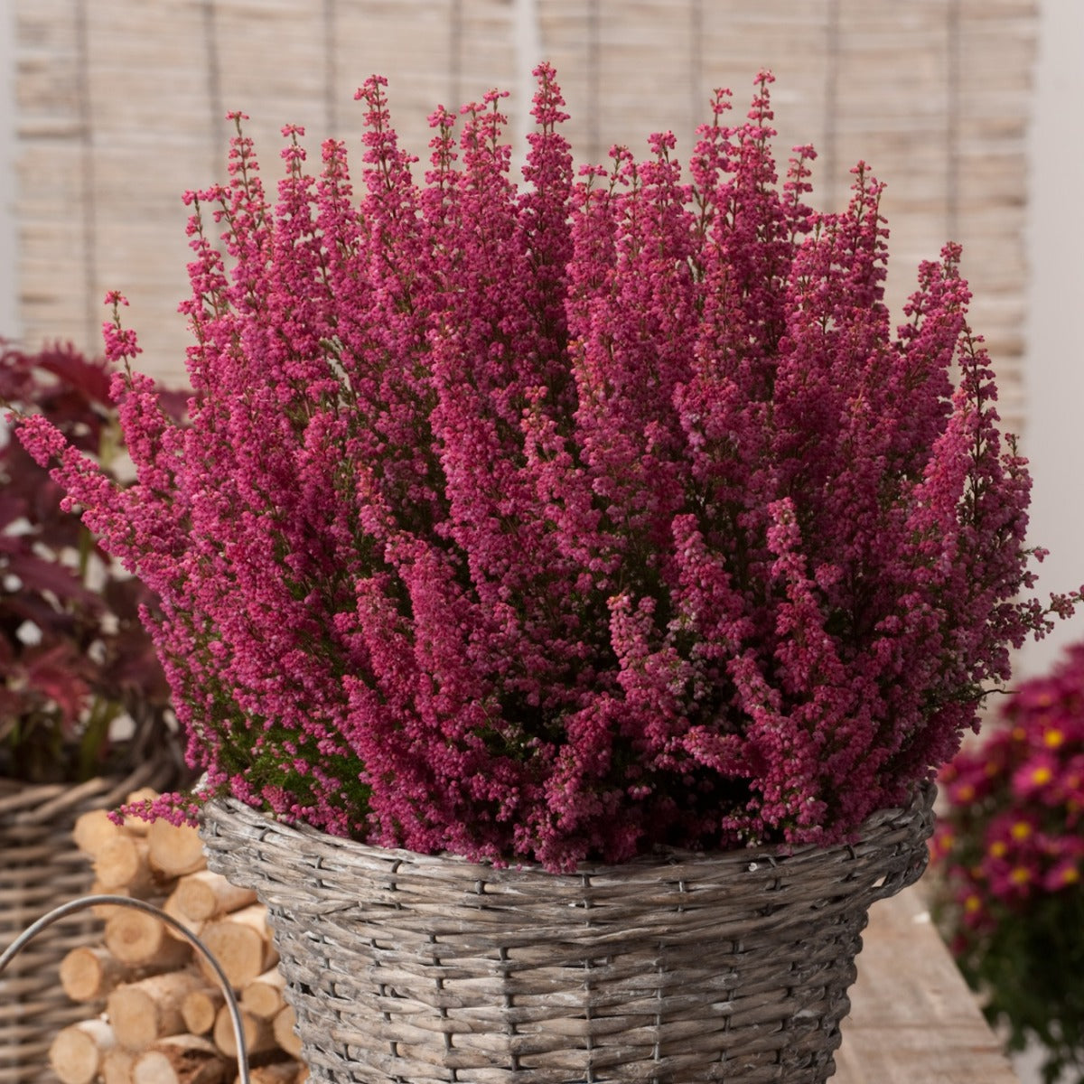 OFFERTA 3 PIANTE DI ERICA GRACILIS IN VASO 12CM ASSORTITA TRA ROSA O BIANCO