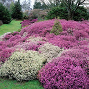 OFFERTA 3 PIANTE DI ERICA CARNEA VASO 12CM COLORI ASSORTITI