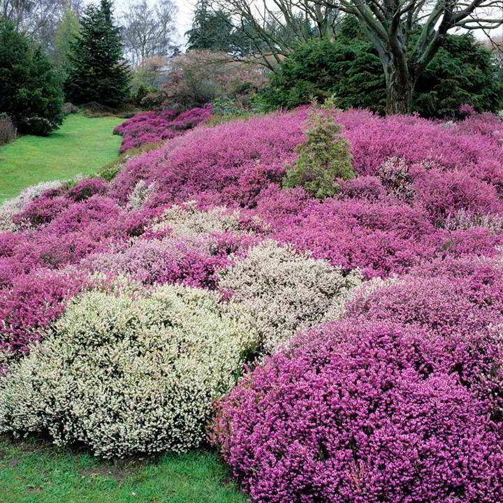 OFFERTA 3 PIANTE DI ERICA CARNEA VASO 12CM COLORI ASSORTITI