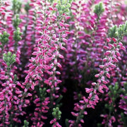 ERICA CALLUNA BEAUTY LADIES VIOLA IN VASO 15CM