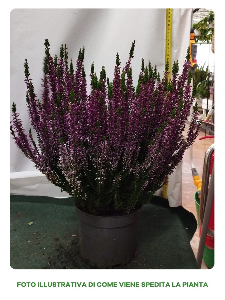 ERICA CALLUNA BEAUTY LADIES VIOLA IN VASO 15CM