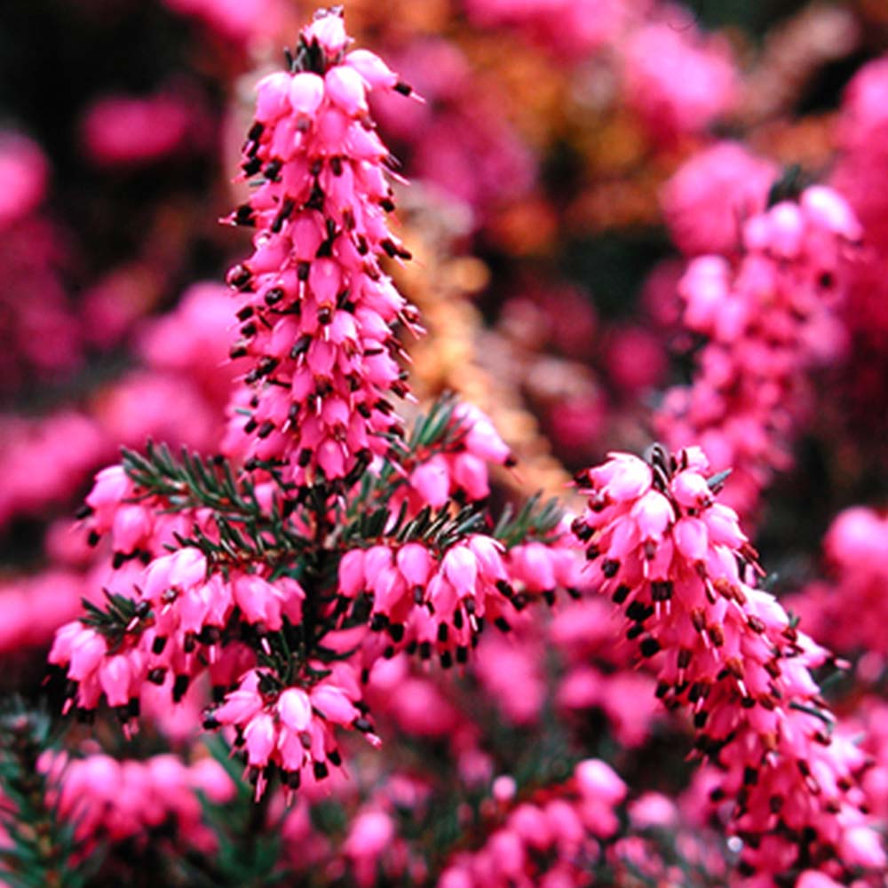 ERICA DARLEYENSIS KRAMERS ROTE VASO 17CM