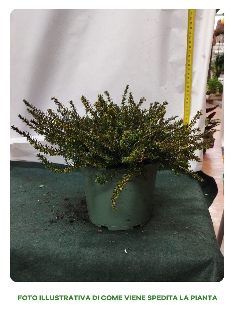 ERICA DARLEYENSIS KRAMERS ROTE VASO 17CM