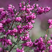 ERICA DARLEYENSIS ROSA IN VASO DA 12CM