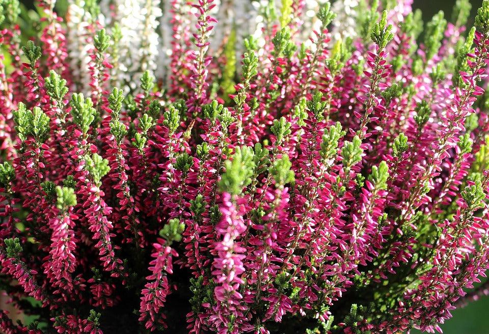 ERICA ROSSA IN VASO DA 12CM
