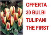 OFFERTA 30 BULBI DI TULIPANO KAUFMANNIANA THE FIRST