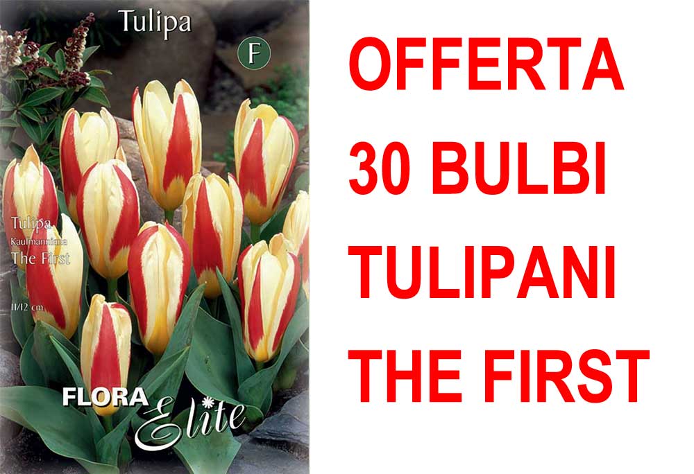 OFFERTA 30 BULBI DI TULIPANO KAUFMANNIANA THE FIRST