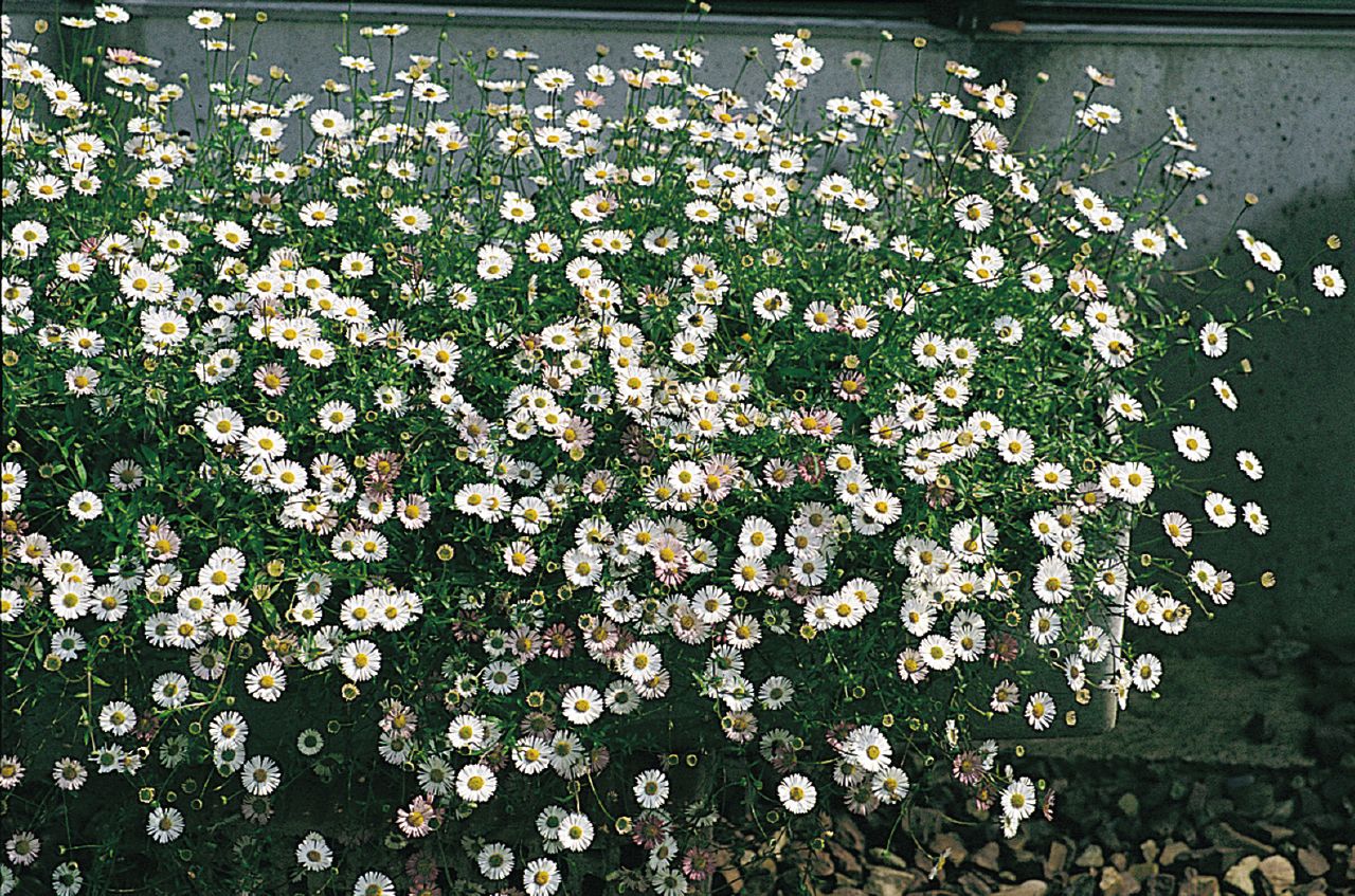 ERIGERON VASO 18CM
