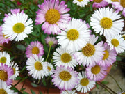 ERIGERON VASO 18CM