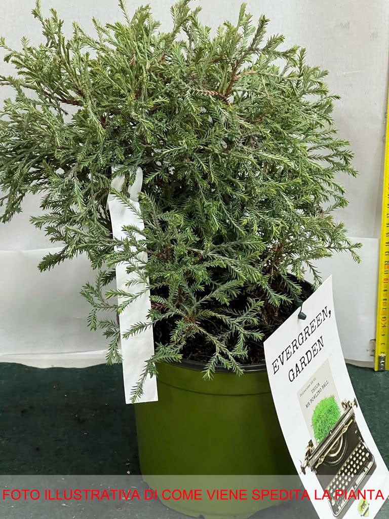 THUJA OCCIDENTALIS MR BOWLING BALL VASO 18CM