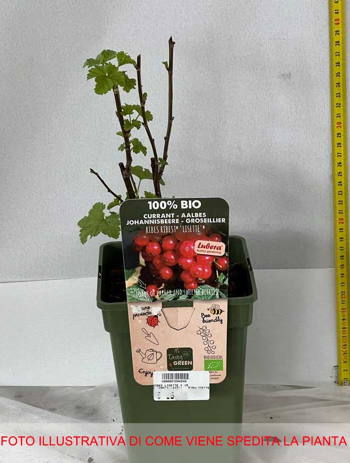 RIBES ROSSO LISETTE IN VASO 19CM