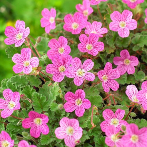 ERODIUM VAR.BISHOP'S FORM VASO 17CM