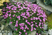 ERODIUM VAR.BISHOP'S FORM VASO 17CM