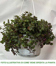 CALLISIA REPENS TURTLE VASO 14CM