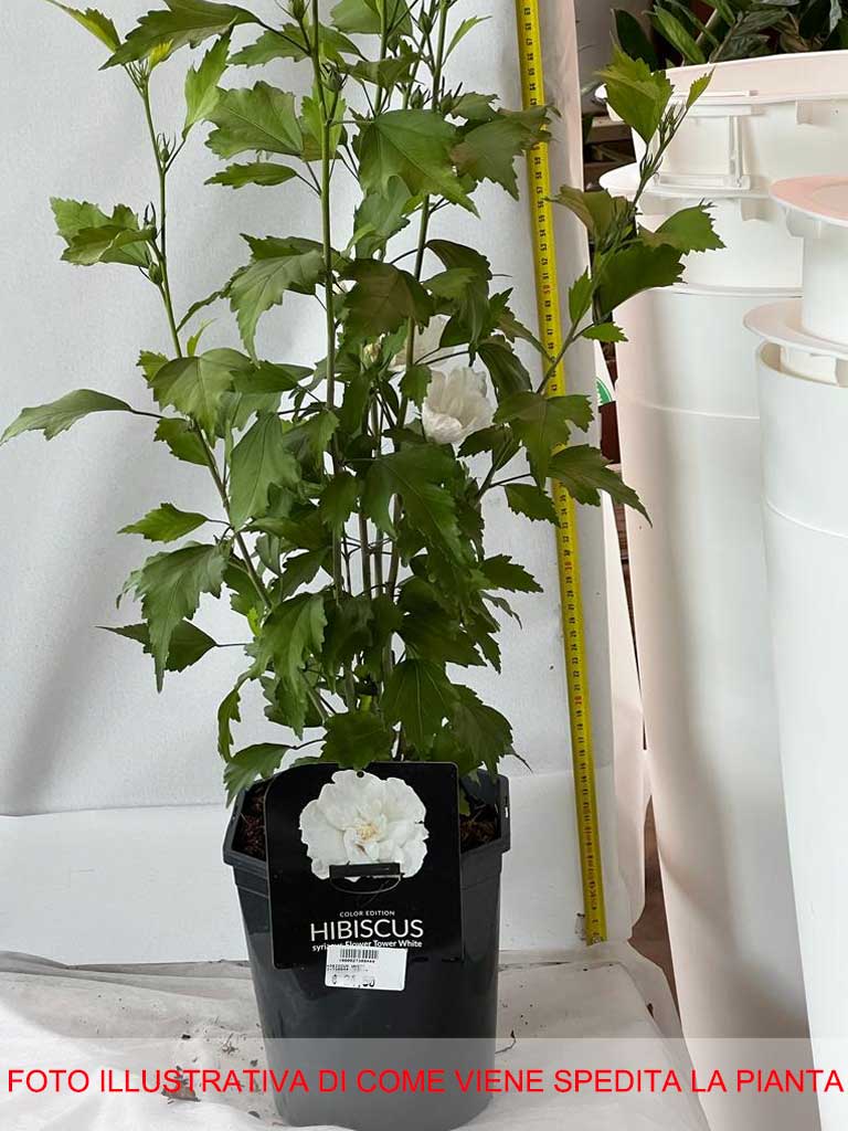 HIBISCUS IBISCO SYRIACUS BIANCO IN VASO 21CM