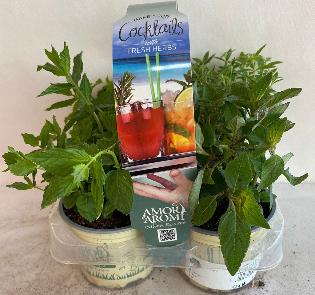 MIX 4 PIANTE AROMATICHE COCKTAILS VASO 9CM