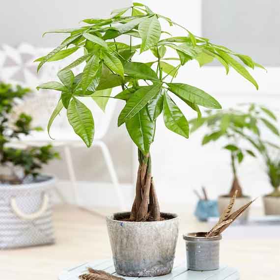 PACHIRA ACQUATICA TRUNK IN VASO 9CM