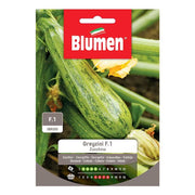 SEMI ZUCCHINO GREYZINI