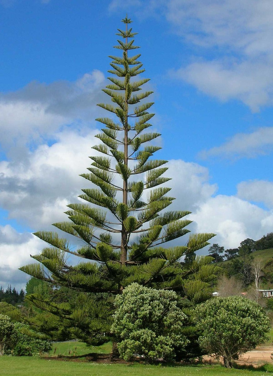 ARAUCARIA HETEROPHYLLA EXCELSA PINO DI NORFOLK VASO 14CM