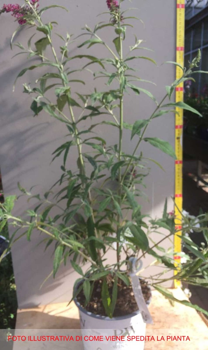 BUDDLEJA DAVIDII MISS RUBY VASO DA 18CM