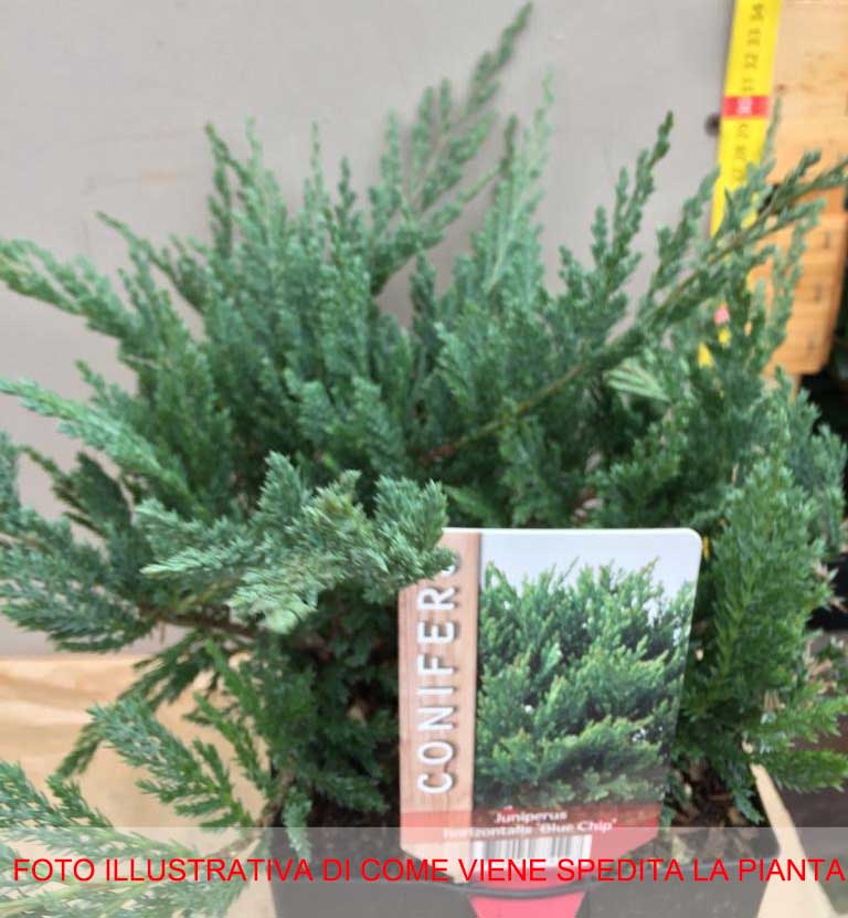 JUNIPERUS GINEPRO COMMUNIS REPANDA IN VASO 17CM