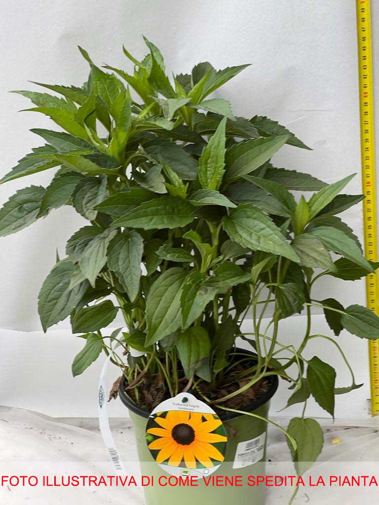 RUDBECKIA GOLDSTURM IN VASO 18CM