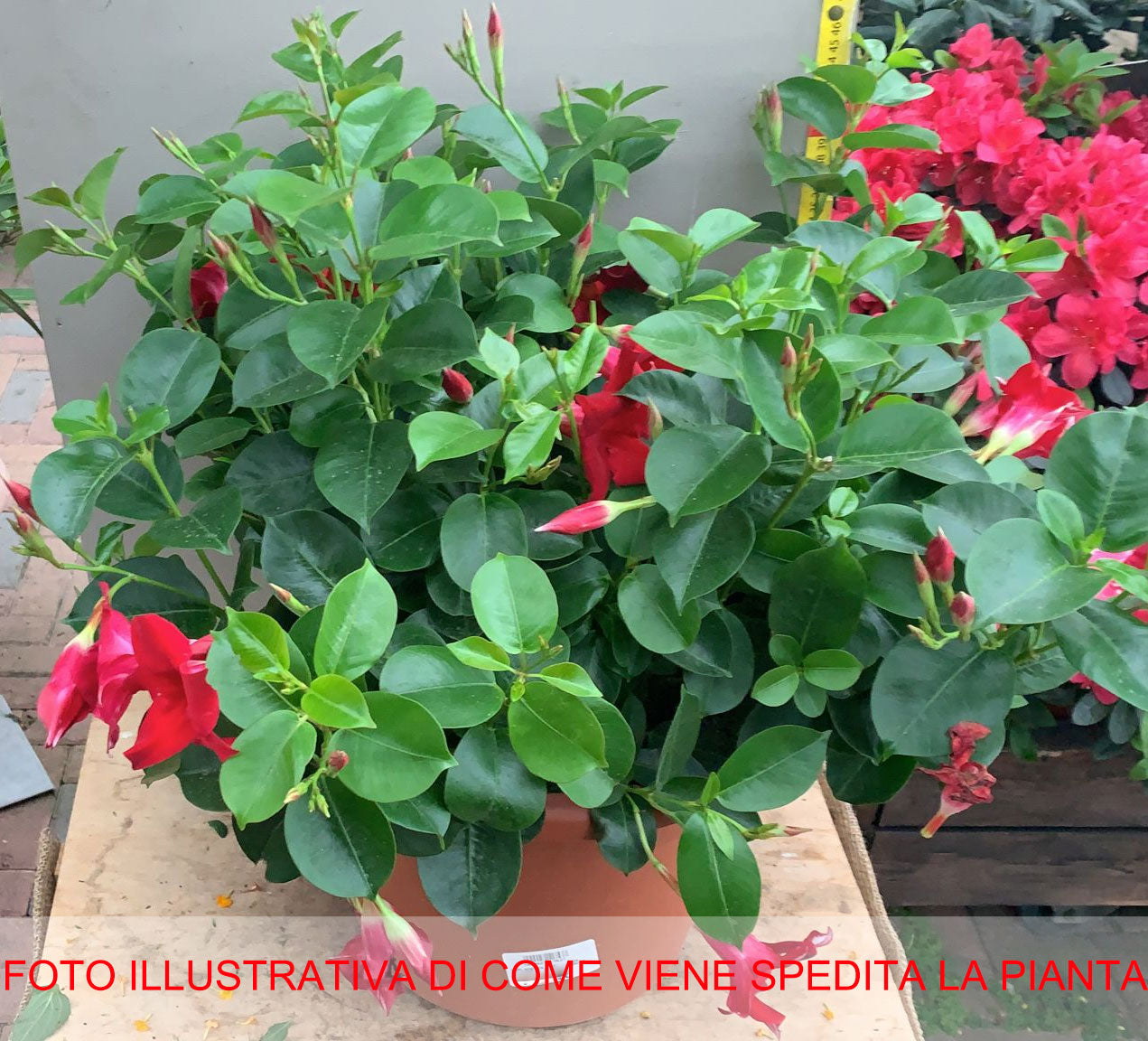 DIPLADENIA ROSSA VASO 30CM