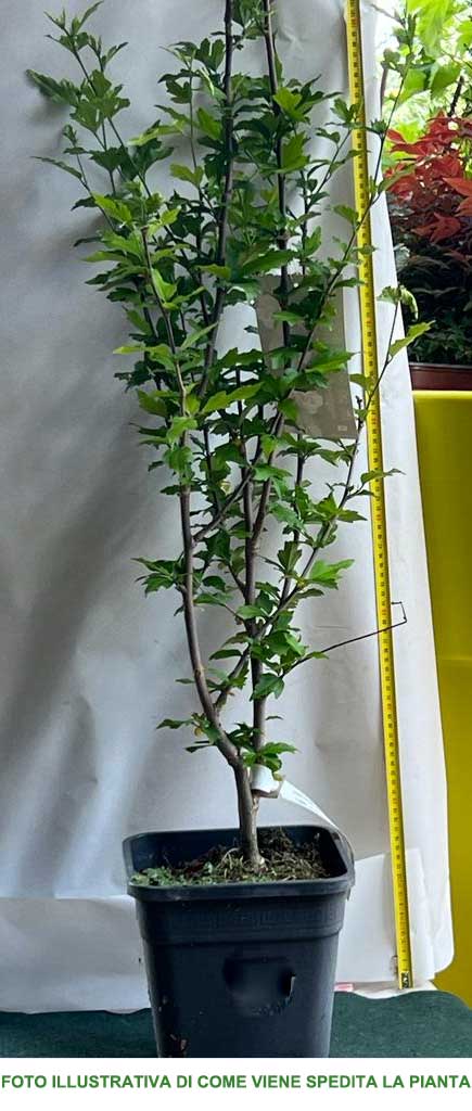IBISCO SYRIACUS PINK SPOT IN VASO 23CM