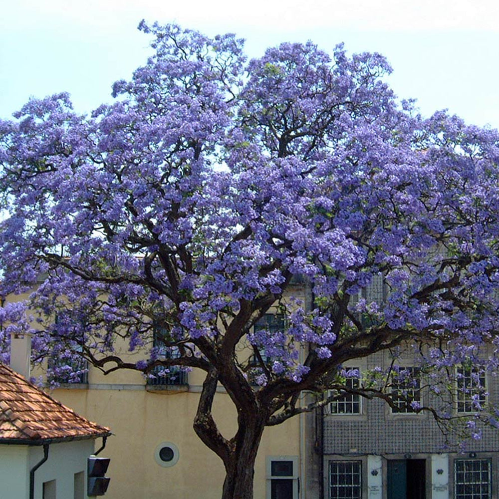 PAULOWNIA IN VASO 12CM