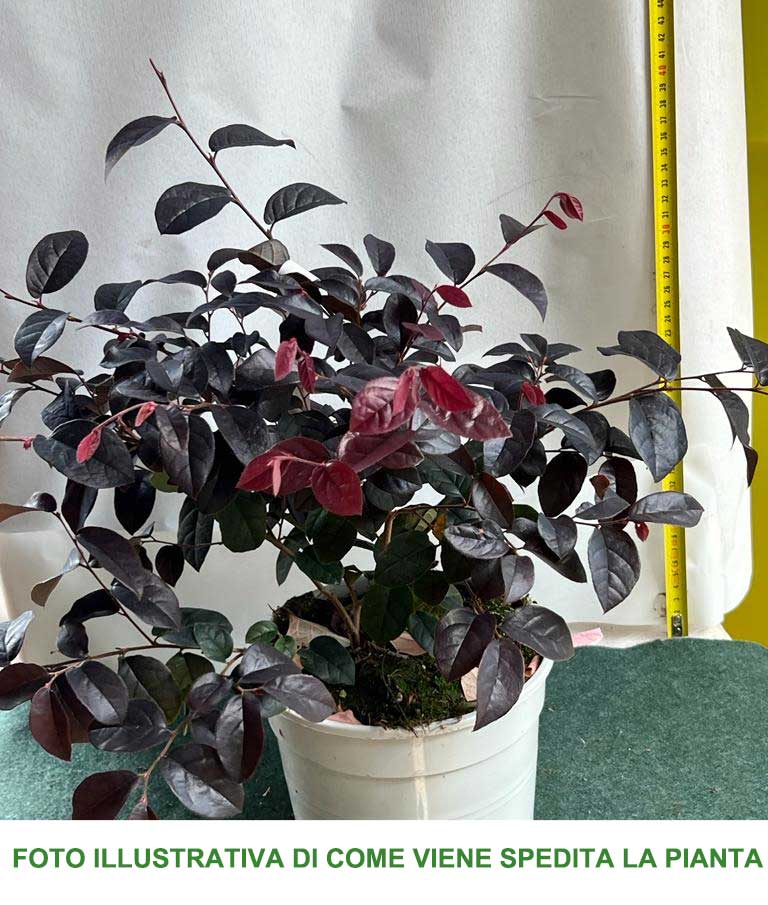 LOROPETALUM FEDE VASO 17CM