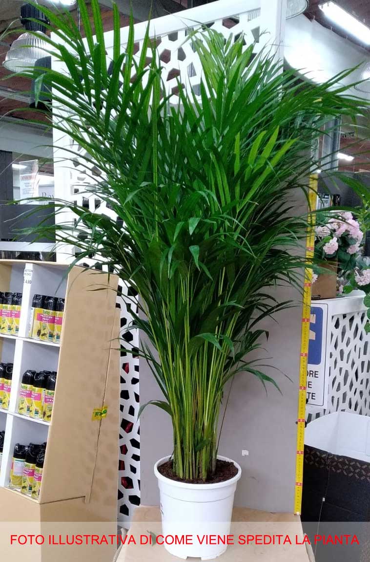 ARECA DYPSIS LUTESCENS IN VASO 24CM