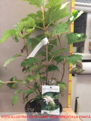 ORTENSIA HYDRANGEA QUERCIFOLIA ALICE VASO 18CM