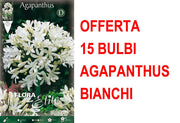 OFFERTA 15 BULBI AGAPANTHUS BIANCO