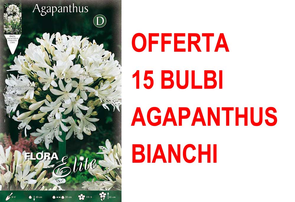 OFFERTA 15 BULBI AGAPANTHUS BIANCO